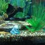 fish tank picture - Male albino bristlenose pleco with babies on rock and glass cats.