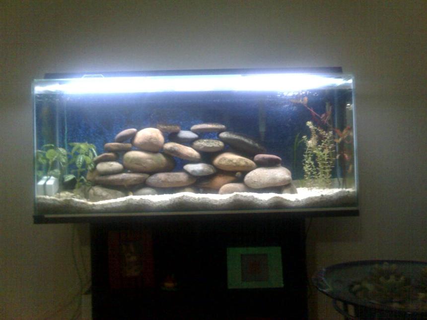 Rated #2110: 50 Gallons Planted Tank - fish are hiding but u can see the rocks and plants though