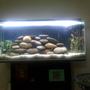 50 gallons planted tank (mostly live plants and fish) - fish are hiding but u can see the rocks and plants though