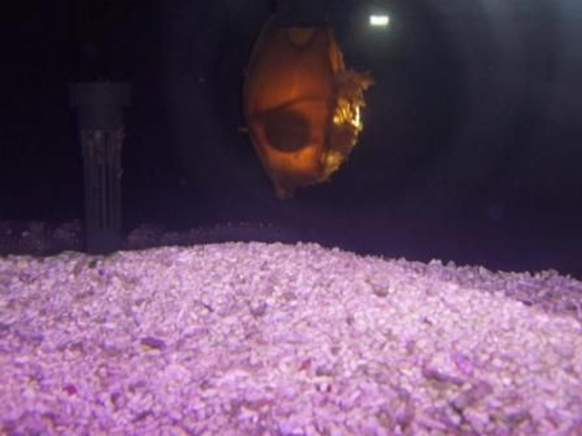 saltwater fish - chiloscyllium sp. - shark egg stocking in 30 gallons tank - Shark egg...you could see the fetus moving.