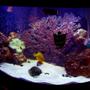 54 gallons saltwater fish tank (mostly fish, little/no live coral) - When Tank First Started Out.