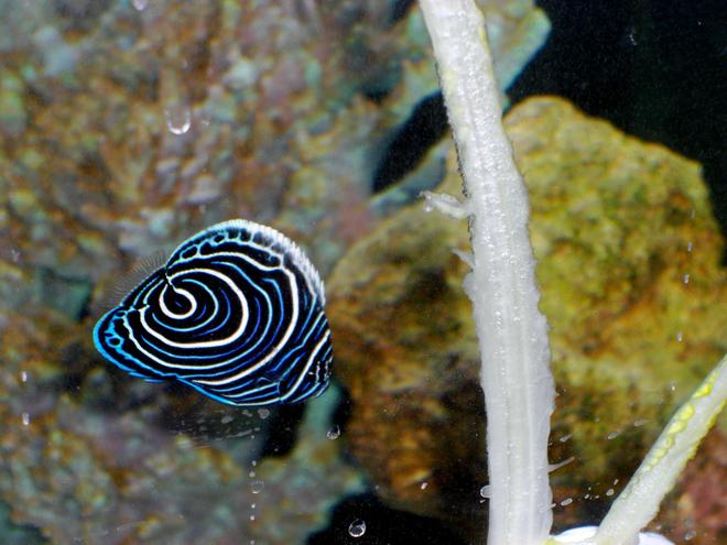 saltwater fish - pomacanthus imperator - imperator angelfish stocking in 54 gallons tank - Emperor AngelFish 2