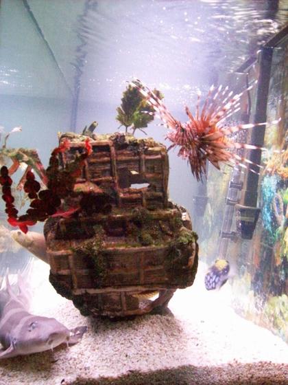 saltwater fish - pterois volitans - volitan lionfish stocking in 90 gallons tank - banded shark,clown trigger, green wolf eel, lion fish