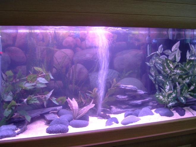 48 gallons freshwater fish tank (mostly fish and non-living decorations) - 160L Blockhead Cichlid tank, filtered with a Fluval 4+ internal creating a nice flow, crushed coral substrate with a few pebbles & slate for caves & some fake plants. 4 x Blockhead Cichlids & 1 x Bristlenose plec