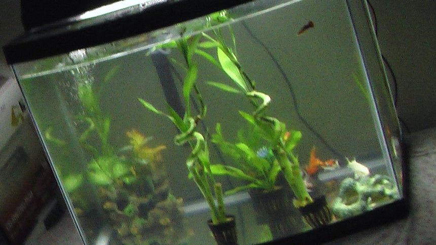 Rated #4293: 28 Gallons Freshwater Fish Tank - here a investment i fell good about i spent about 400dollars on a 28g tank i got like 6 live pant and 11 fish...and some decor it look decent