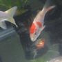 freshwater fish - cyprinus carpio - koi stocking in 28 gallons tank - it looks so nice...