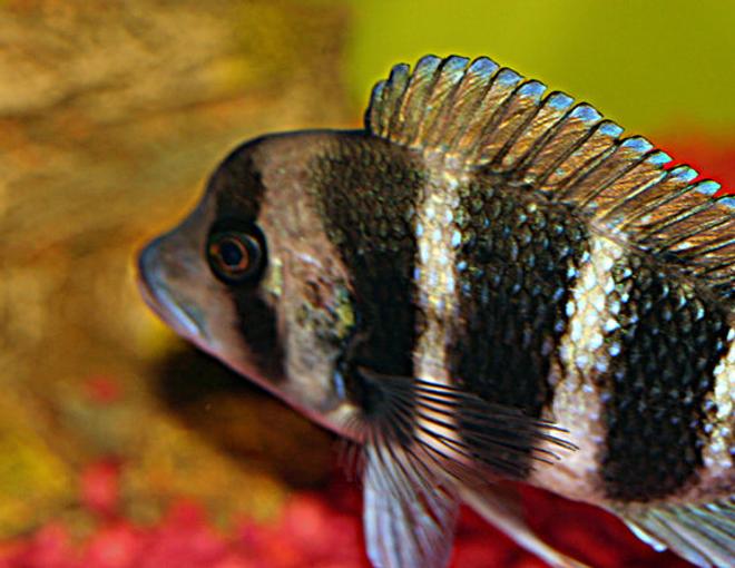 freshwater fish - cyphotilapia frontosa - frontosa cichlid stocking in 20 gallons tank - my new frontosa, theo
