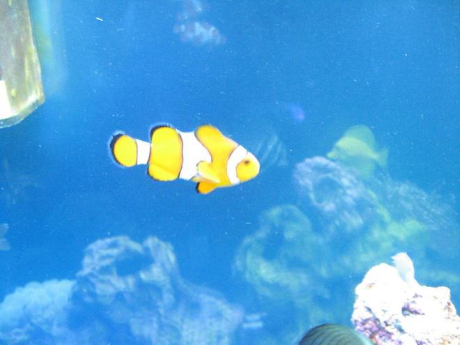 saltwater fish - amphiprion percula - true percula clownfish stocking in 37 gallons tank - Percula