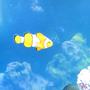 saltwater fish - amphiprion percula - true percula clownfish stocking in 37 gallons tank - Percula