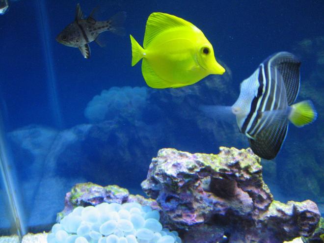 saltwater fish - zebrasoma flavescens - yellow tang - hawaii stocking in 37 gallons tank - yellow and red sea sailfin tang and orbicular cardinal