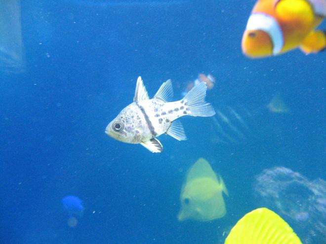 saltwater fish - sphaeramia nematoptera - spotted cardinalfish stocking in 37 gallons tank - Trying to get the orbicular cardinal but my percula loves the camera.