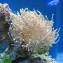 corals inverts - euphyllia glabrescens - torch coral stocking in 37 gallons tank - Torch coral