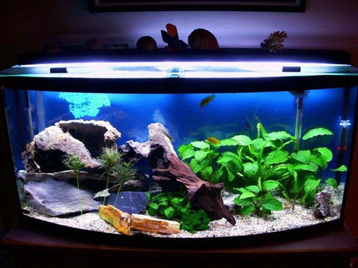 72 gallons freshwater fish tank (mostly fish and non-living decorations) - My second tank, 72 gal bow
