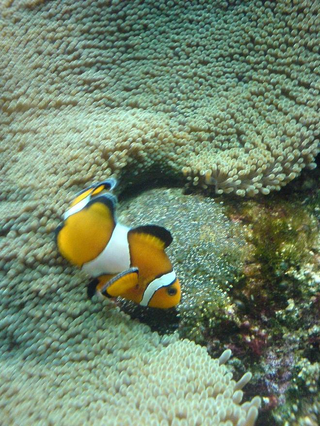 saltwater fish - amphiprion percula - true percula clownfish stocking in 500 gallons tank - Clown fish with a carpet anenomae and her unhatched eggs.