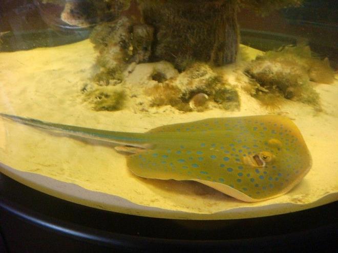 saltwater fish - taeniura lymma - blue dot stingray stocking in 500 gallons tank - Blue spot sting ray approx. 36 inches long