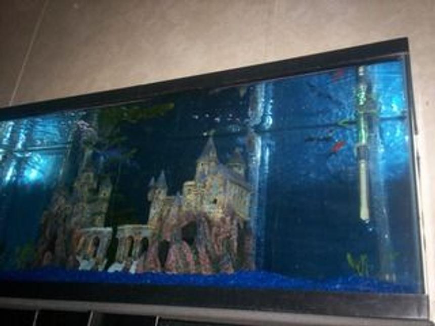 Rated #4021: 55 Gallons Freshwater Fish Tank - Here's a bad pic of my 55 gallon with my "Hogwarts Castle".