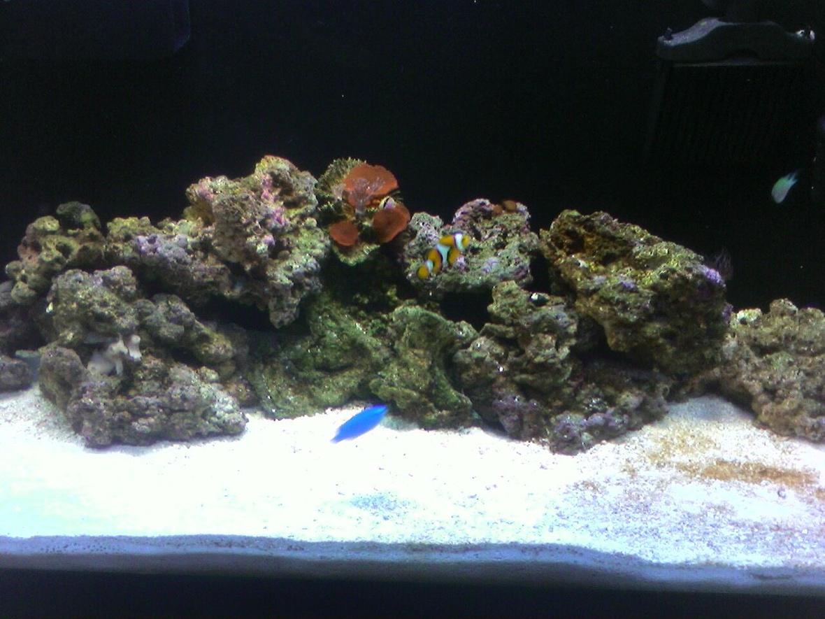 29 gallons saltwater fish tank (mostly fish, little/no live coral) - My tank