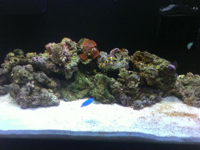 29 gallons saltwater fish tank (mostly fish, little/no live coral) - My tank