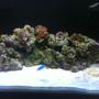 29 gallons saltwater fish tank (mostly fish, little/no live coral) - My tank