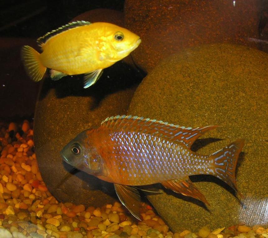 Rated #527: Freshwater Fish - Protomelas Taeniolatus - Red Empress Stocking In 55 Gallons Tank - tank mates