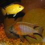 freshwater fish - protomelas taeniolatus - red empress stocking in 55 gallons tank - tank mates