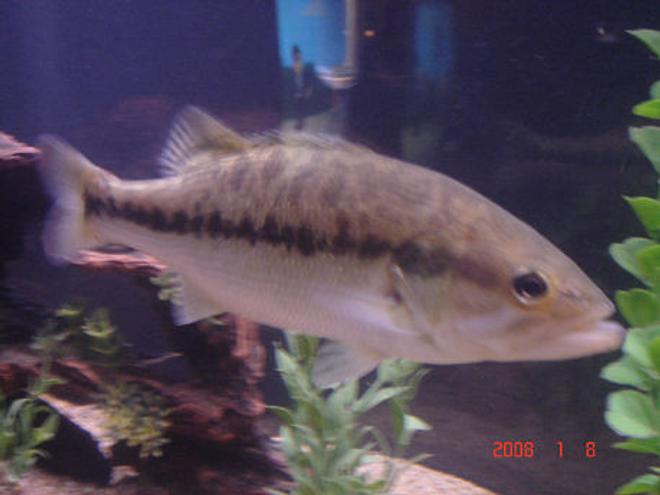 freshwater fish - micropterus salmoides - largemouth bass - love this guy
