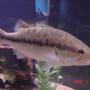freshwater fish - micropterus salmoides - largemouth bass - love this guy