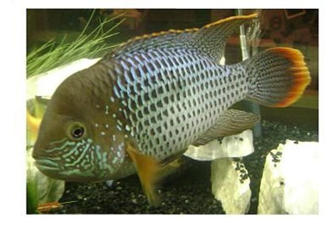 freshwater fish - aequidens rivulatus - green terror stocking in 120 gallons tank - Green Terror
Aequidens Rivulatus