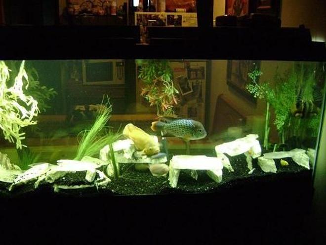 120 gallons freshwater fish tank (mostly fish and non-living decorations) - Oscar,Green Terror,Frontosa, albino Sunshine Peacock ,Glaxy Pleco,common Pleco,Yellow Lab, Blue Colbolt, cherry Red Zebra, 120 gl