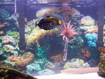saltwater fish - pterois volitans - volitan lionfish stocking in 90 gallons tank - clown trigger+ lion fish