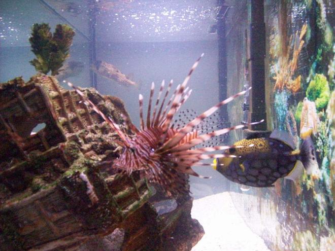 saltwater fish - pterois volitans - volitan lionfish stocking in 90 gallons tank - lion fish+clown trigger