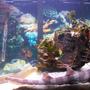 saltwater fish - chiloscyllium punctatum - cat shark, black banded stocking in 90 gallons tank - banded shark+ green wolf eel