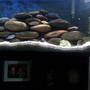 fish tank picture - close up of rocks
