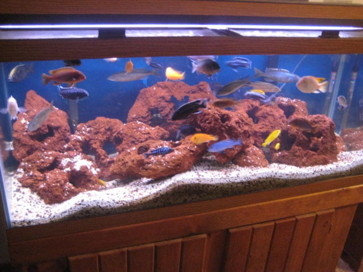 75 gallons freshwater fish tank (mostly fish and non-living decorations) - Club Lava is a 75 gallon African cichlid aquarium that filled with over a dozen lava rocks. These lava rocks really make the cichlid's colors come out. The gravel is a variation of many different things include crushed coral, sand, and natural stone gravel. 2 Power filters include a Aquaclear 500 and an Emperor 400. Includes the following fish 4 Champsochromis caeruleus (5-8 inches) 3 Iodotropheus sprengerae (3 inches) 5 Labidochromis caeruleus (1-2 inches) 8 Melanochromis interruptus (2-5 inches) 4 Pseudotropheus socolofi (2-3 inches) 8 Pseudotropheus zebra (2-5 inches) 3 Labeotropheus fuelleborni (2-4 inches) 1 Mloto White Blaze (4 inches) A few baby fry 3 Plecos - 4-6 inches