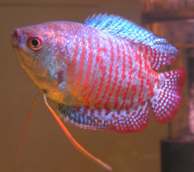freshwater fish - colisa lalia - dwarf gourami stocking in 33 gallons tank - My Colisa Lalia (RIP)