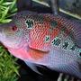 freshwater fish - cichlasoma sp. - flower horn cichlid stocking in 135 gallons tank
