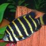 freshwater fish - tilapia buttikoferi - zebra tilapia stocking in 33 gallons tank - The Tilapia Buttikoferri i wish i haven't sold....