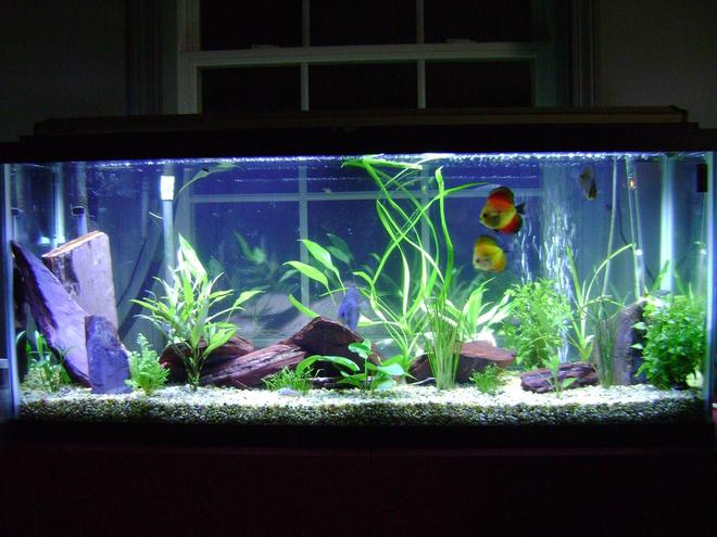 55 gallons planted tank (mostly live plants and fish) - Discus in my first planted tank.