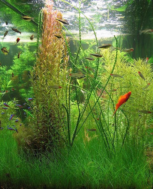 90 gallons planted tank (mostly live plants and fish) - End on.