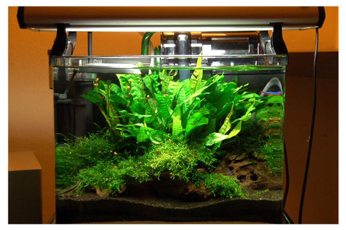 15 gallons planted tank (mostly live plants and fish) - This is my planted 15 gallons tank :)