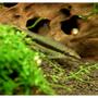 freshwater fish - crossocheilus siamensis - siamese algae eater stocking in 15 gallons tank - Sesame Algae Eater, love them :)