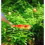 corals inverts - caridina sp. - red crystal shrimp stocking in 15 gallons tank - more of my Red Crystals Shrimp