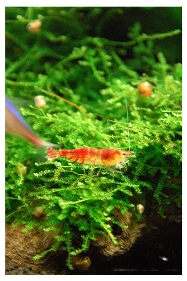 corals inverts - caridina sp. - red crystal shrimp stocking in 15 gallons tank - more of my Red Crystals Shrimp
