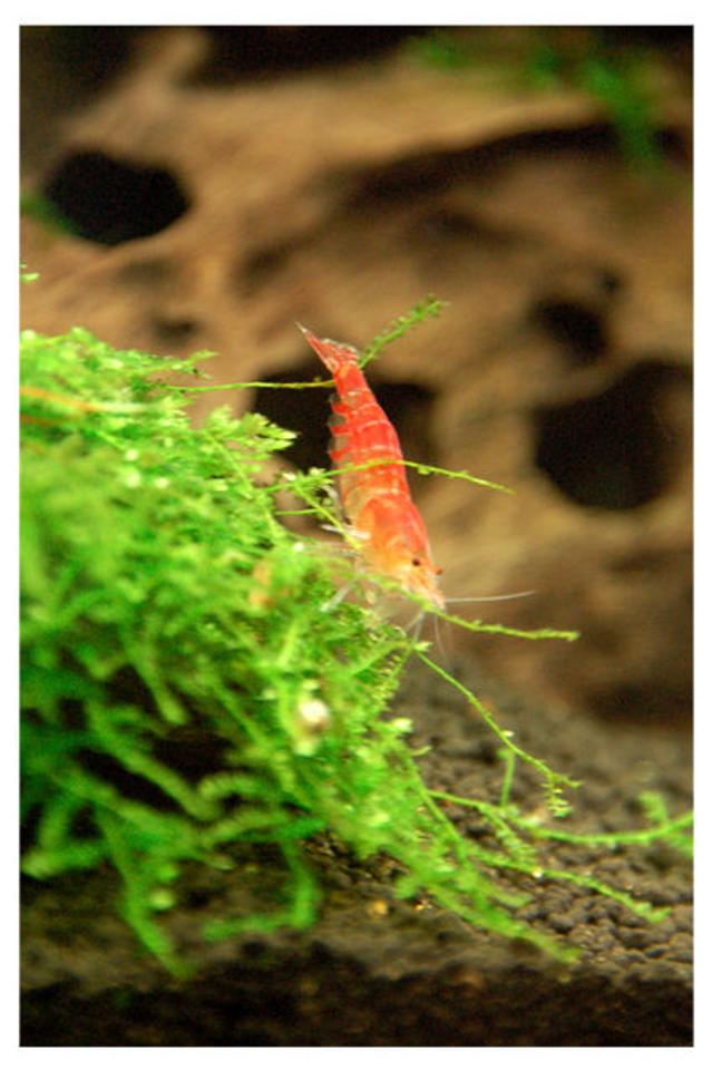 corals inverts - caridina sp. - red crystal shrimp stocking in 15 gallons tank - My Grade C Red Crystal Shrimp