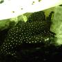 freshwater fish - leporacanthicus galaxias - galaxy pleco (l240) stocking in 120 gallons tank - Galaxy Pleco Amazing Spots 120gl