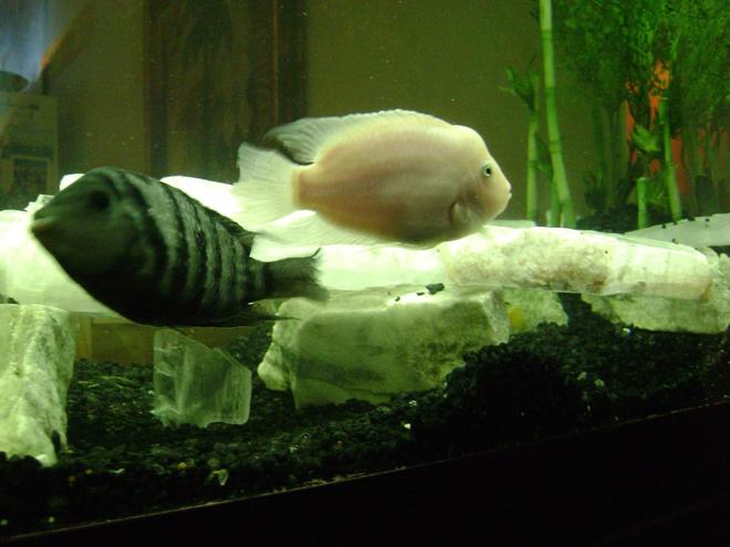 freshwater fish - archocentrus nigrofasciatus - black convict cichlid stocking in 120 gallons tank - I call this one "the Fags" 2 male convicts in my tank live together fight together they have each others back and they love each other. Go Figure
Archocentrus Nigrofasciatus