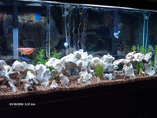55 gallons freshwater fish tank (mostly fish and non-living decorations) - my 55 gallon malawi tank with plenty of holy rock caves.they love it.feel free to leave any comments