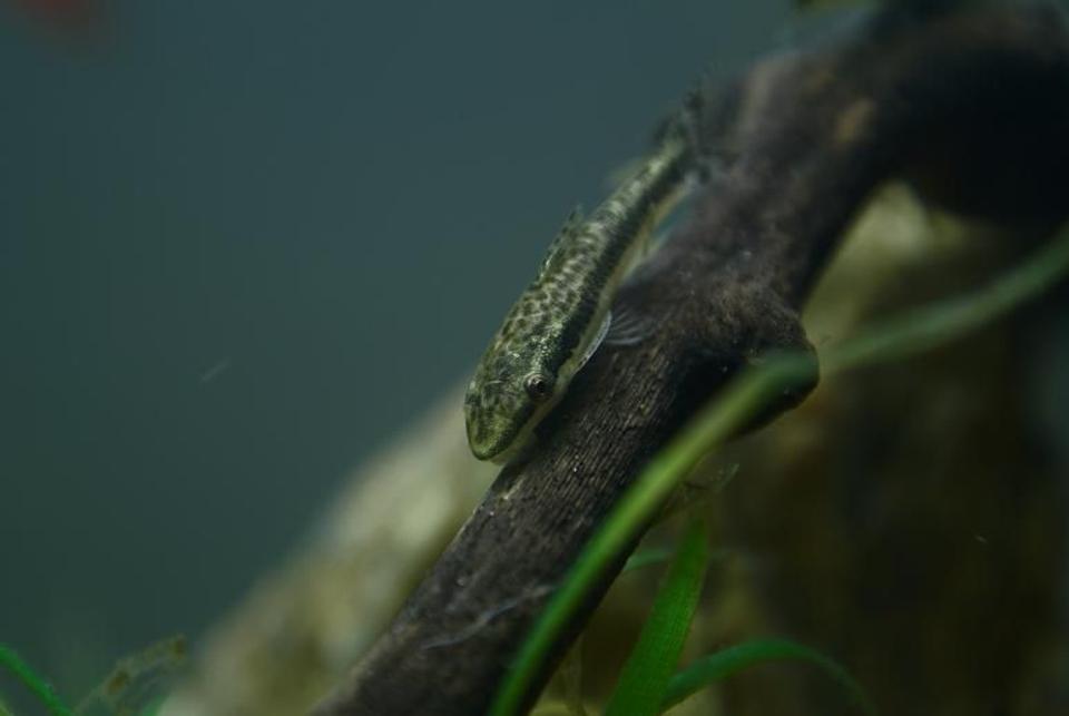 freshwater fish - otocinclus affinis - dwarf otocinclus stocking in 95 gallons tank - Otocinlus affinis