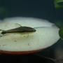 freshwater fish - otocinclus affinis - dwarf otocinclus stocking in 95 gallons tank - Otocinclus affinis