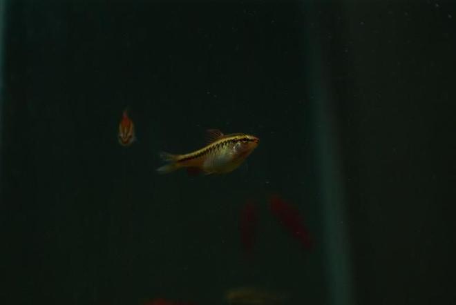 freshwater fish - puntius titteya - albino cherry barb stocking in 95 gallons tank - Puntius titteya female